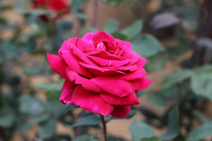 ミスター・リンカーンという名のバラ。色は深い赤。