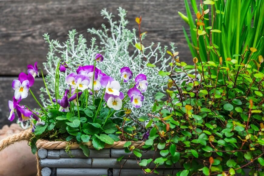 白と紫のパンジーと、ワイヤープランツやプラチーナなどの寄せ植え