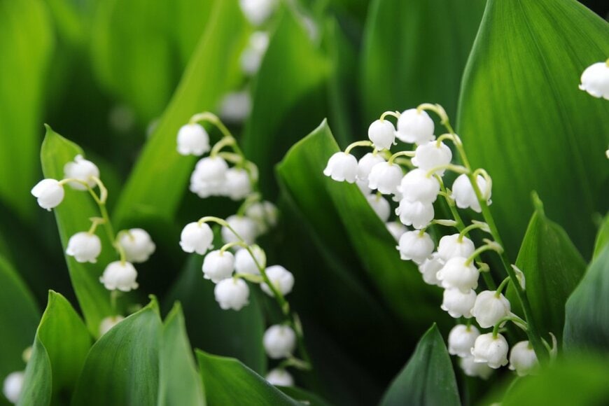 ベル型の白い花を咲かせている、スズラン