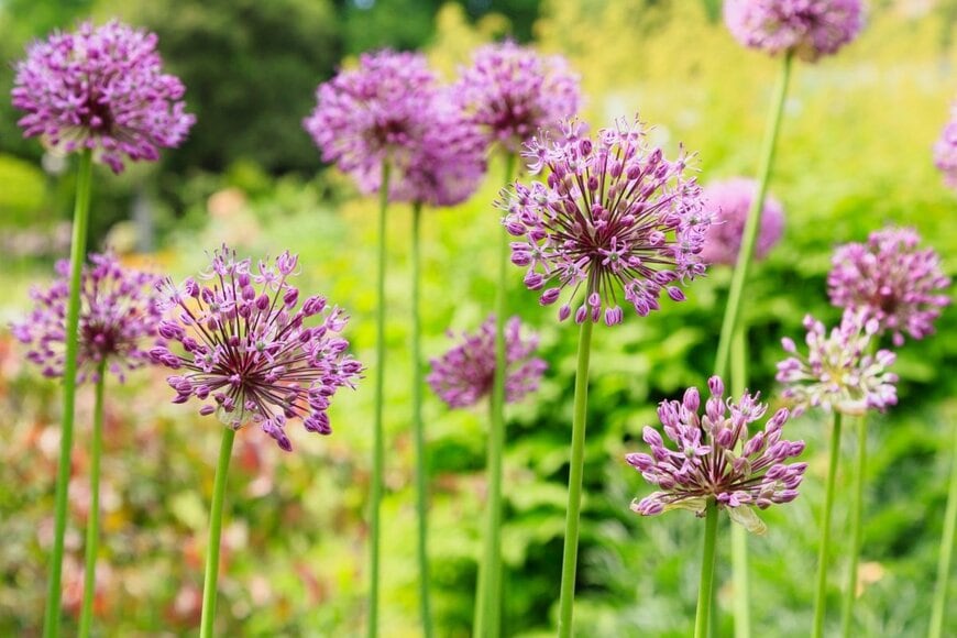淡い赤紫色の花を咲かせている、アリウム