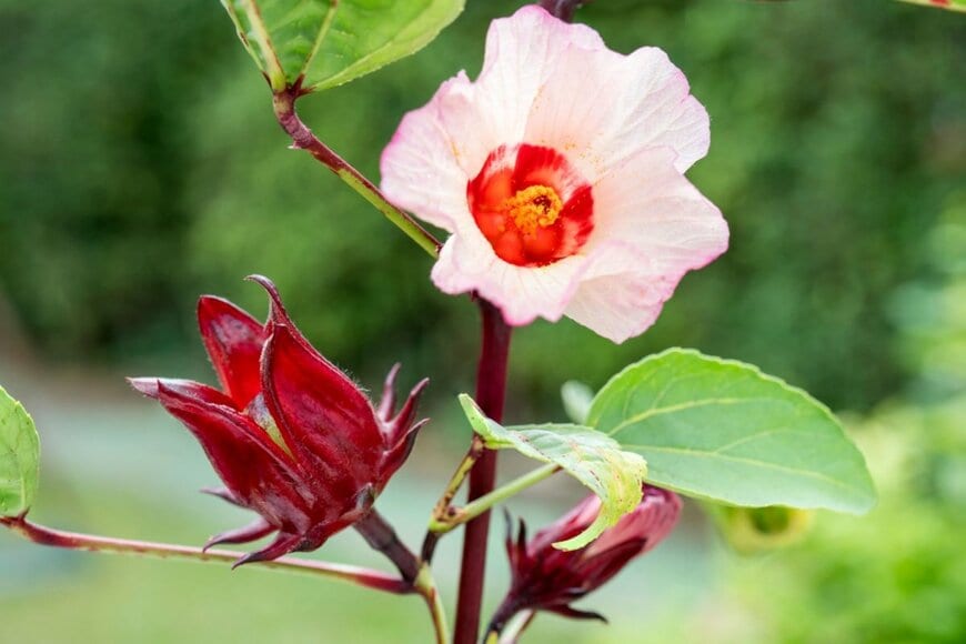 ピンク色の花びらで中央が赤いはなを咲かせているローゼル