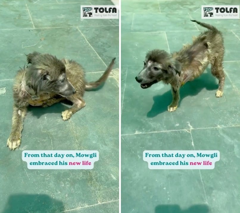 出所：<u><a href="https://www.instagram.com/p/DZ6q9tfPOpM/" target="_blank">@tolfaindia</a></u>