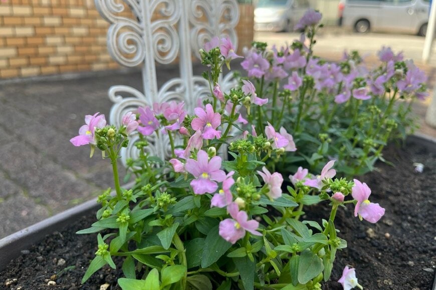 花壇に植えられた花の苗。ピンク色の花を咲かせている