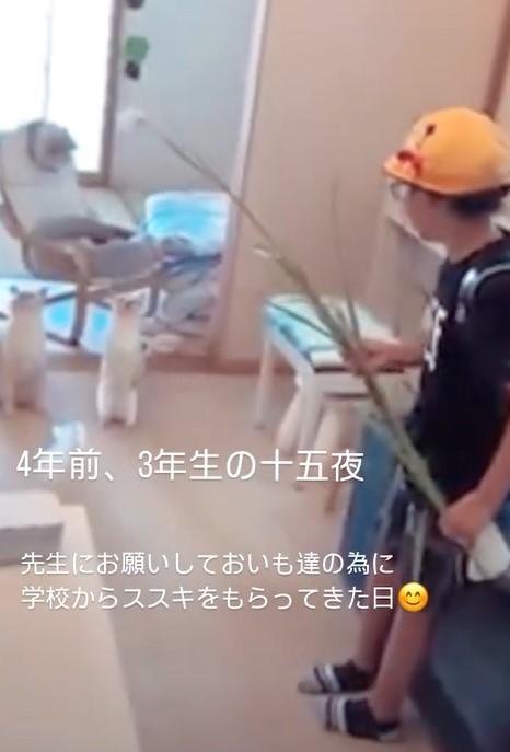 ススキで遊ぶ子供と猫