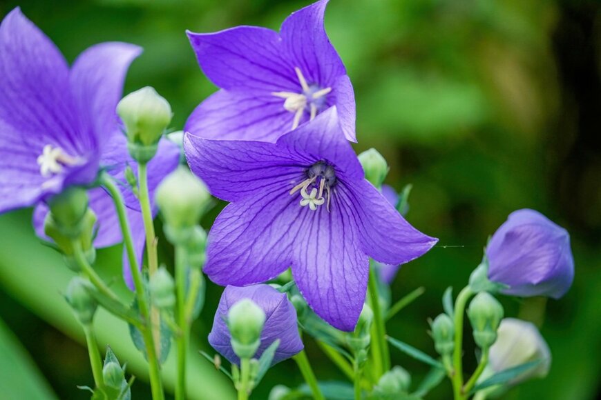 青い花を咲かせている、キキョウ