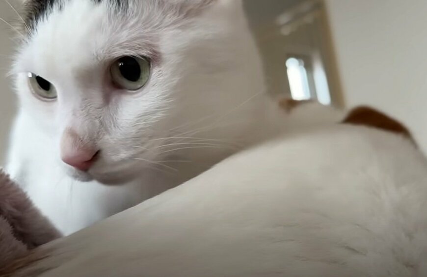 投稿動画のワンシーン