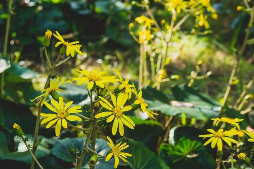 黄色の花が満開のツワブキ