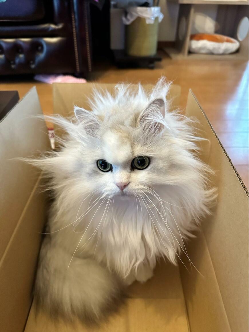 毛づくろいが下手な猫