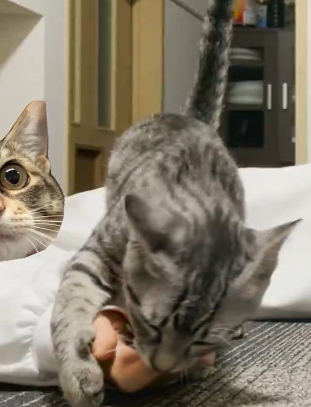 飼い主の指を吸う猫