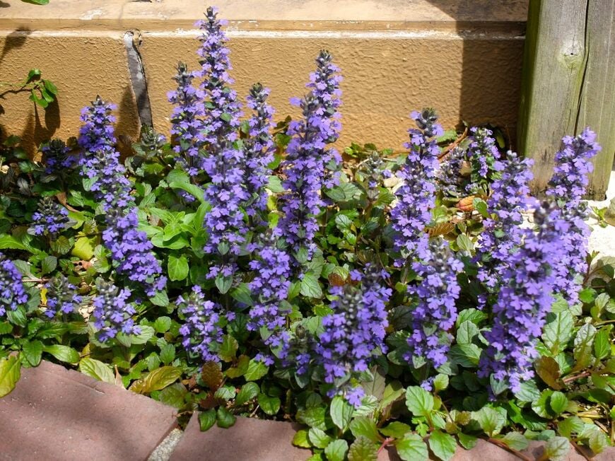 福岡の半日陰の庭で咲くアジュガ