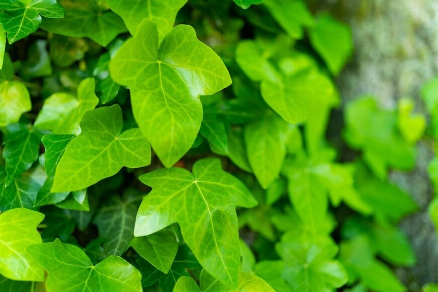 明るい緑色の葉のアイビー