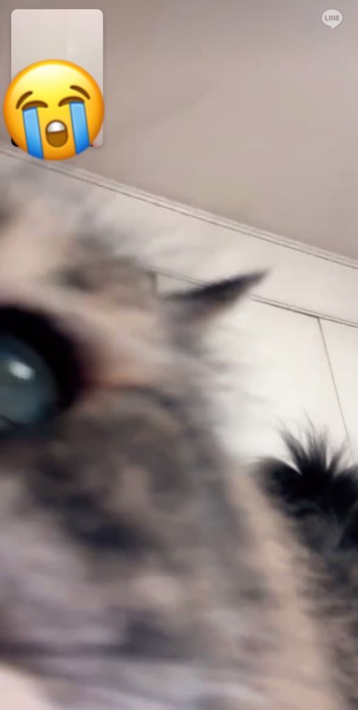 早く飼い主さんに会いたい猫