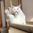 「よい姿勢」で立つ猫ちゃん　しなやかすぎて大注目！「顔を突っ込みたい」の声