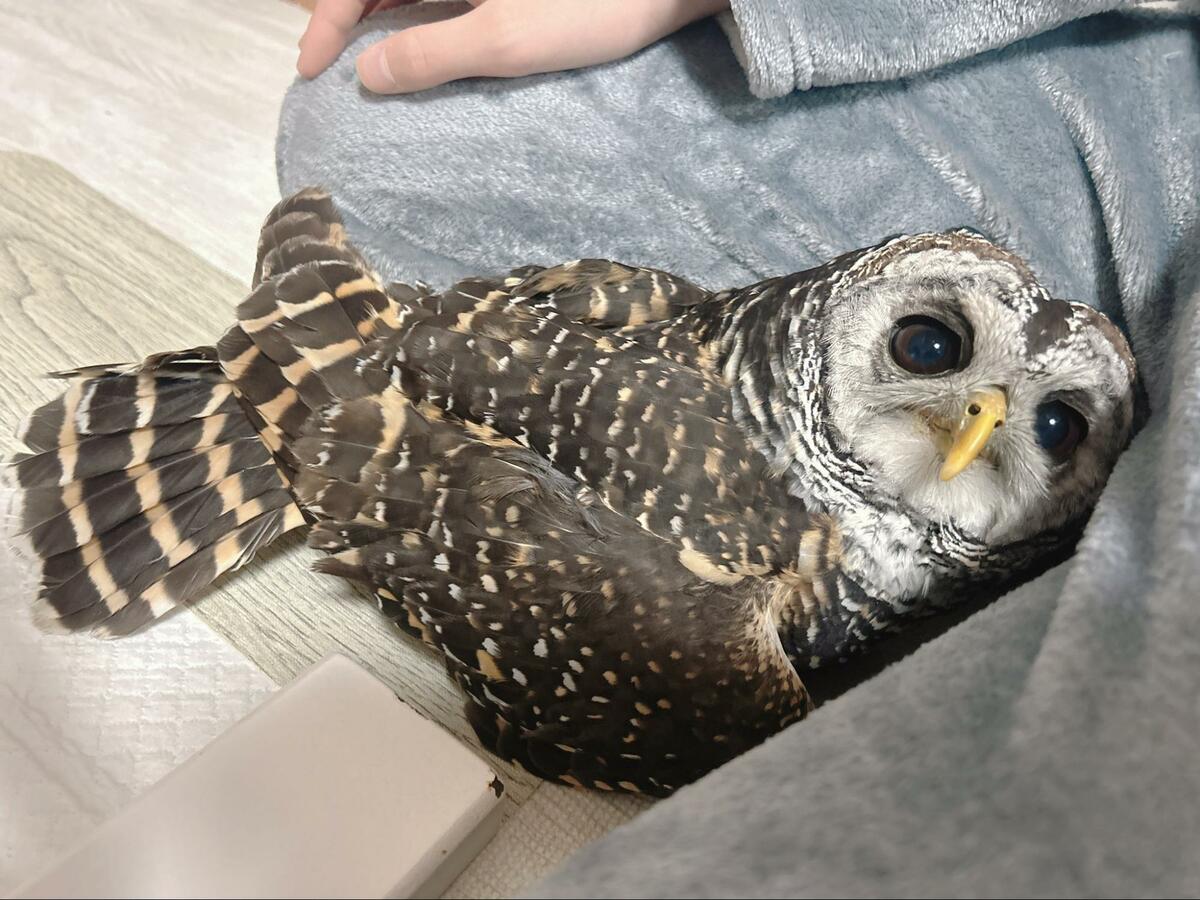 可愛さに悶絶】フクロウさんのお気に入りスポットは…意外な場所と満足