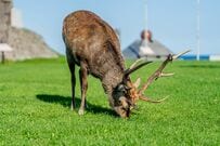 北海道・宗谷岬で遭遇したシカを撮影　とんでもないキメ顔に「モデル級」「ふた昔前の不良漫画」