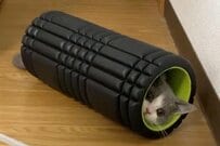 フォームローラーに入る「かわいい子猫」　4年後に撮影された成長姿にホッコリ