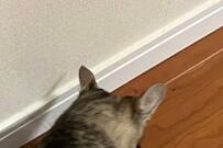 「よく見ると2匹の猫がいます」難解？2匹の行動に「こりゃわからんw」と反響