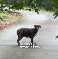 道路沿いに捨てられた親子犬。危機的状況からの救出劇と、その後の新たな人生を歩む様子に感動