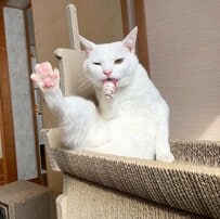 「よい姿勢」で立つ猫ちゃん　しなやかすぎて大注目！「顔を突っ込みたい」の声
