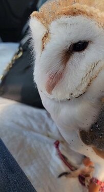 【一点を見つめるフクロウ】飼い主さんにナデナデされると…→可愛い展開に悶絶！