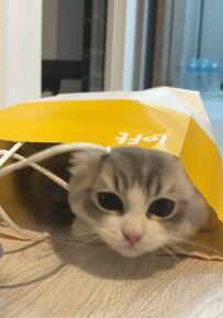 「かわいすぎやろがい」紙袋からひょっこり顔を出す猫ちゃんにSNSメロメロ
