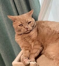 【顔芸する猫】あくびをしたら人間みたいな顔に？おどけたような表情が可愛すぎて思わず二度見