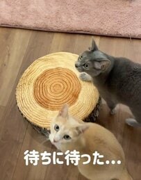 「←ごはんを待ちわびる猫　食べ終わった表情→」3匹それぞれのごはんタイムの過ごし方が話題！