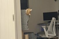 自宅のベッドで横になっていたら「視線を感じる…」　その正体に思わず目を疑ってしまう