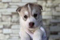 「←お迎え時　生後8ヶ月→」予想外？　ハスキー犬の成長に2.9万いいねの反響