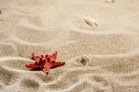 奇食愛好家が「ヒトデの串焼き」を実食　インパクト抜群の見た目に注目集まる