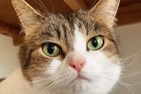 【猫あるある3選】飼い主が「騙された」と感じる瞬間が話題に　「わかる！」