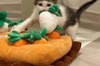 パッツン前髪がかわいい保護子猫さん、せっせと野菜を収穫し…