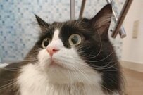 全力で叫ぶ「猫ちゃんの姿」が話題　思わずほっこりしてしまう光景に「いい写真」