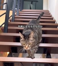 「愛あるアイデア！」一緒に暮らす〈高齢猫ちゃん〉のために……廊下や寝室に置ける「簡易トイレ」をDIY！