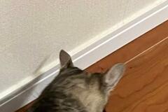 「よく見ると2匹の猫がいます」難解？2匹の行動に「こりゃわからんw」と反響