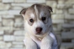 「←お迎え時　生後8ヶ月→」予想外？　ハスキー犬の成長に2.9万いいねの反響