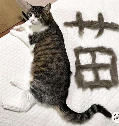 抜け毛で作った「猫」の文字