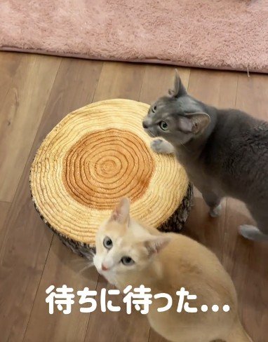 ごはんを待ちわびる猫