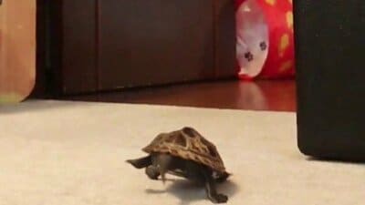 亀の軍曹くんもジャンプ！