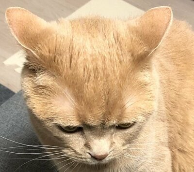 「お休みの日はごはんの時間遅くないですか」