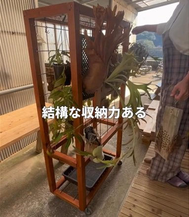 投稿の画像