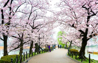 お花見の名所・上野公園の近くで買えるお花見弁当9選！かわいらしいパンダ弁当も要チェック
