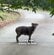 道路沿いに捨てられた親子犬。危機的状況からの救出劇と、その後の新たな人生を歩む様子に感動