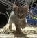 民家の裏庭で暮らしていた「母猫と5匹の子猫」　家族全員が保護され安全な場所へ