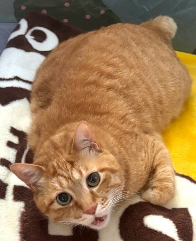 【どうなってるの】可愛い元保護猫が見せたシュールな座り方に注目！