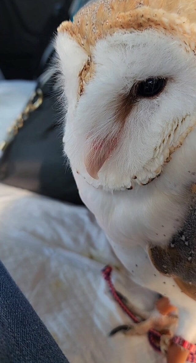 【一点を見つめるフクロウ】飼い主さんにナデナデされると…→可愛い展開に悶絶！