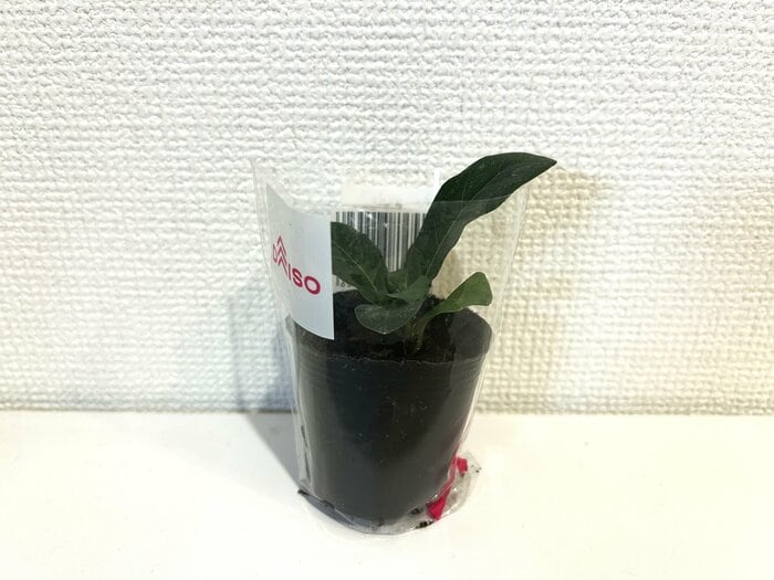 あわせてダイソーの観葉植物フィカス110円（税込）を購入
