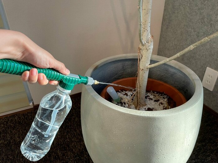 観葉植物に水やり
