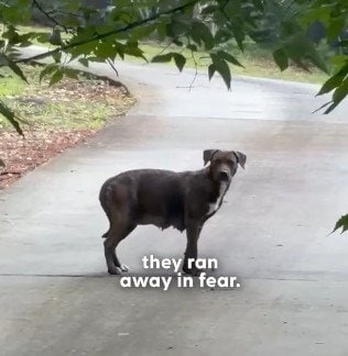 道路沿いに捨てられた親子犬。危機的状況からの救出劇と、その後の新たな人生を歩む様子に感動