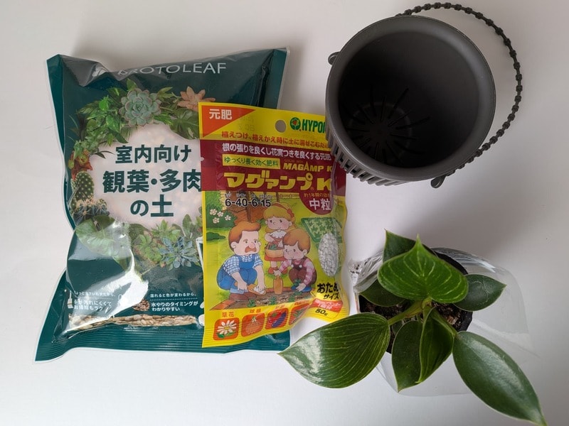 ダイソー　おすすめ観葉植物アイテム